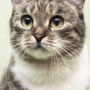 Alimento BARF MENÚ MIXTO (Precio x Kilo) para gato